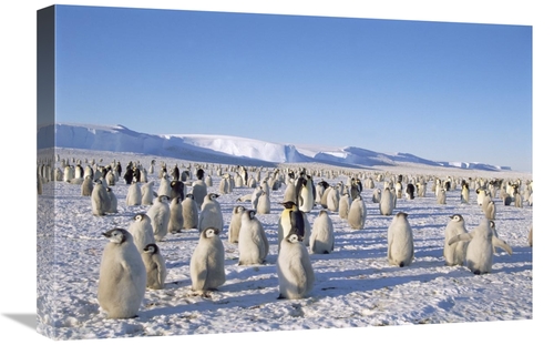 Global Gallery GCS-451189-1624-142 16 x 24 in. Emperor Penguin Rookery