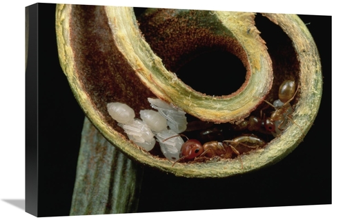 Global Gallery GCS-450977-22-142 22 in. Carpenter Ants & Pupae Nest Sa