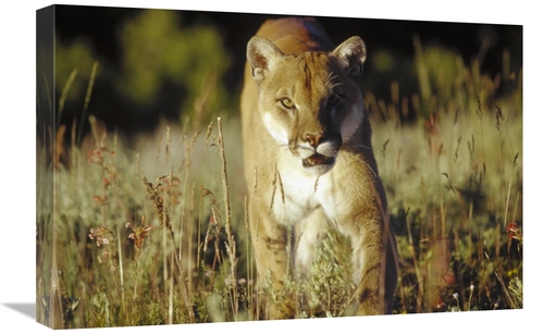 Global Gallery GCS-396986-1624-142 16 x 24 in. Mountain Lion or Cougar