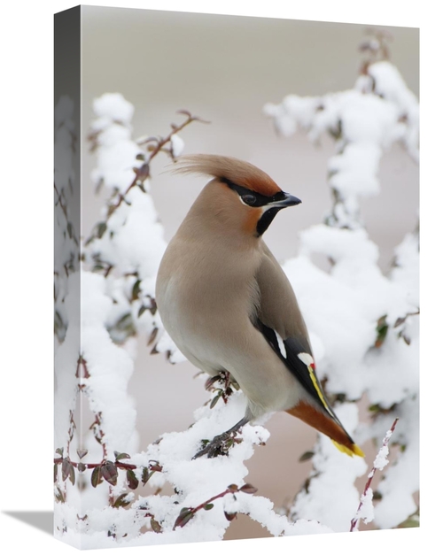 Global Gallery GCS-398267-1218-142 12 x 18 in. Bohemian Waxwing, H