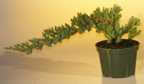 Pre Bonsai Juniper Bonsai Tree - Small (Juniper Procumbens "nana")