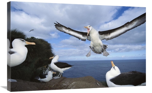 Global Gallery GCS-451597-2436-142 24 x 36 in. Campbell Albatross Comi