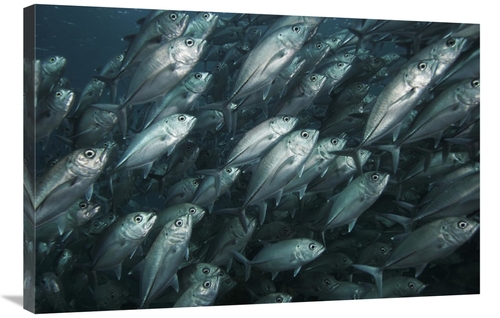 Global Gallery GCS-397729-2436-142 24 x 36 in. Bigeye Trevally School 