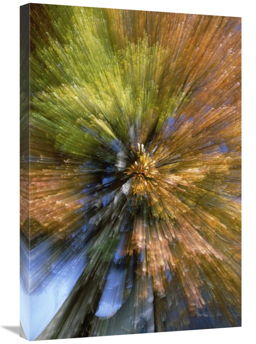 Global Gallery GCS-398471-2030-142 20 x 30 in. Autumn Foliage, Abs