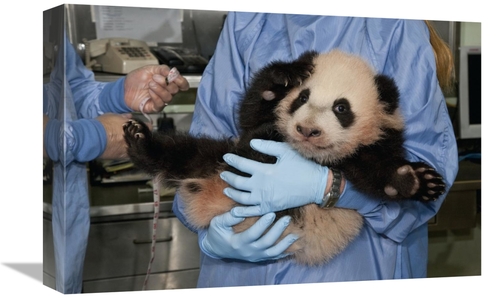 Global Gallery GCS-398152-1218-142 12 x 18 in. Giant Panda Young Held 