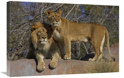 Global Gallery GCS-450895-2030-142 20 x 30 in. African Lion Male & Afr