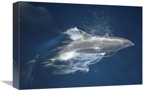 Global Gallery GCS-451141-1218-142 12 x 18 in. Bottlenose Dolphin Leap