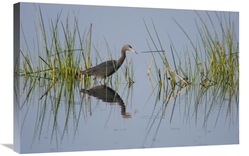 Global Gallery GCS-453331-2030-142 20 x 30 in. Little Blue Heron Wadin