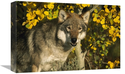 Global Gallery GCS-453317-1218-142 12 x 18 in. Timber Wolf Portrait Am