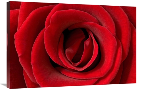 Global Gallery GCS-395288-2436-142 24 x 36 in. Rose Detail, German