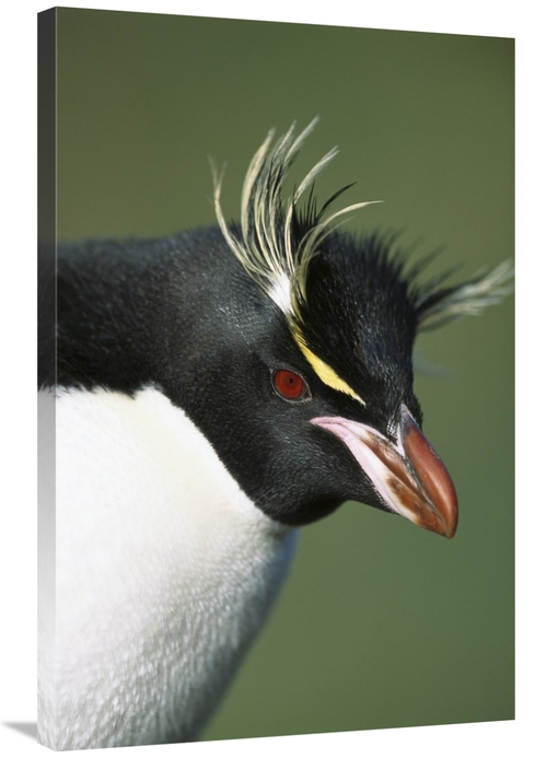 Global Gallery GCS-395635-2436-142 24 x 36 in. Rockhopper Penguin Port
