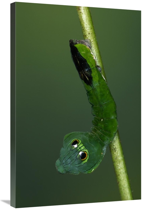 Global Gallery GCS-453606-2436-142 24 x 36 in. Dead-Leaf Moth Caterpil