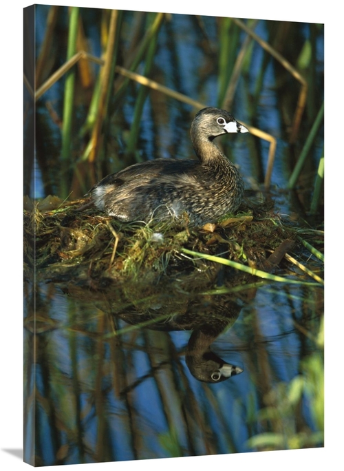 Global Gallery GCS-453307-2436-142 24 x 36 in. Pied-Billed Grebe on Ne