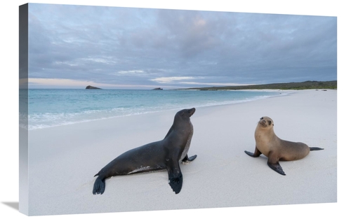 Global Gallery GCS-395623-2030-142 20 x 30 in. Galapagos Sea Lion Pair