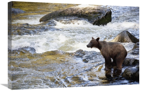 Global Gallery GCS-395464-2030-142 20 x 30 in. Grizzly Bear Fishing Al