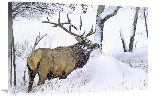 Global Gallery GCS-486544-30-142 30 in. The Snowdrift Art Print - Vic 