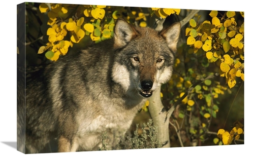 Global Gallery GCS-453317-1624-142 16 x 24 in. Timber Wolf Portrait Am