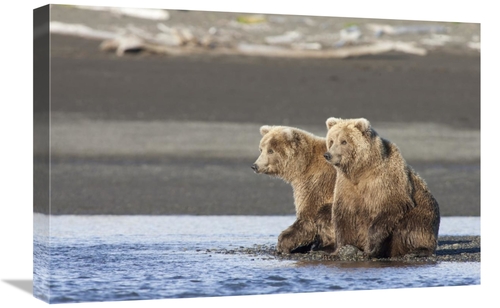 Global Gallery GCS-395437-1624-142 16 x 24 in. Grizzly Bear Yearlings 