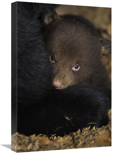 Global Gallery GCS-395805-1624-142 16 x 24 in. Black Bear 7 Week Old C