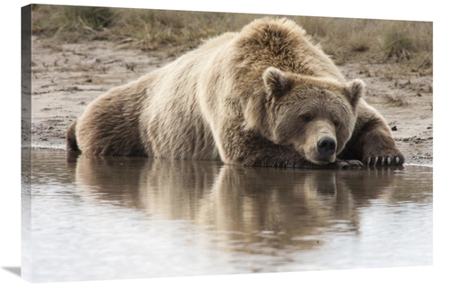 Global Gallery GCS-395431-2436-142 24 x 36 in. Grizzly Bear Sleeping o