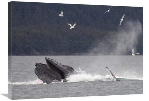 Global Gallery GCS-395421-2432-142 24 x 32 in. Humpback Whale Bubble N