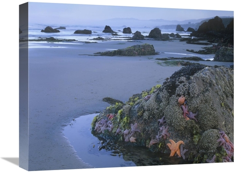 Global Gallery GCS-452268-1620-142 16 x 20 in. Ochre Sea Stars At Low 
