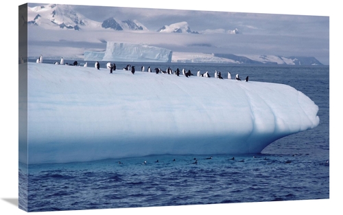 Global Gallery GCS-450635-2030-142 20 x 30 in. Chinstrap Penguin Group