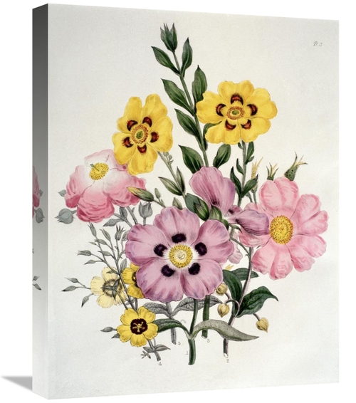 Global Gallery GCS-276943-22-142 22 in. Yellow & Pink Mixed Flowers Ci