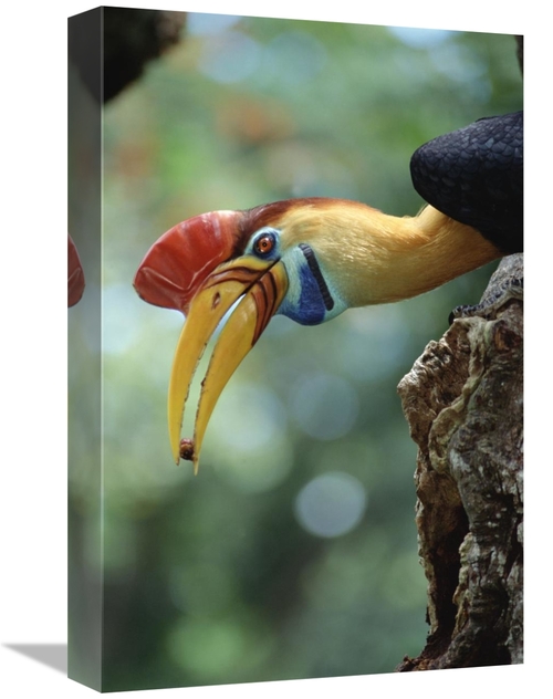 Global Gallery GCS-451211-1218-142 12 x 18 in. Sulawesi Red-Knobbed Ho