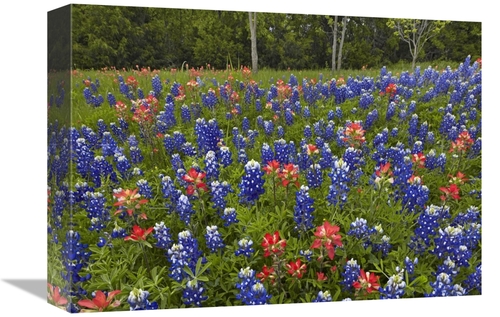 Global Gallery GCS-396619-1216-142 12 x 16 in. Bluebonnet & Paintbrush