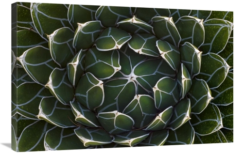 Global Gallery GCS-395326-2436-142 24 x 36 in. Queen Victorias Agave&#