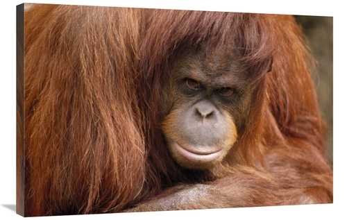 Global Gallery GCS-452944-2436-142 24 x 36 in. Orangutan Female Portra