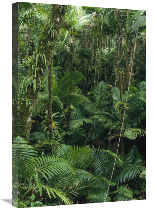 Global Gallery GCS-452850-2030-142 20 x 30 in. Sierra Palm Trees in Tr