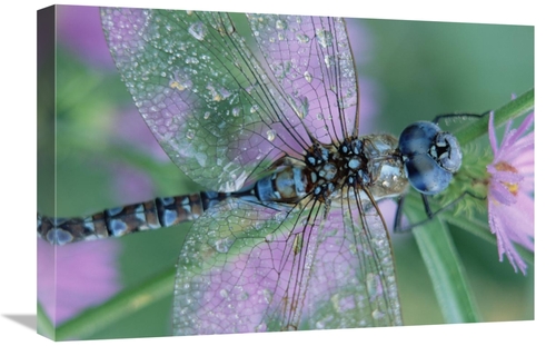 Global Gallery GCS-396453-1624-142 16 x 24 in. Southern Hawker Dragonf