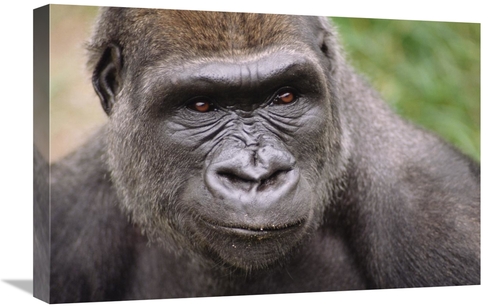 Global Gallery GCS-452766-1624-142 16 x 24 in. Western Lowland Gorilla