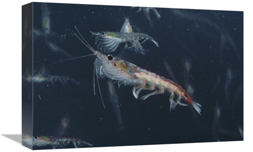 Global Gallery GCS-450631-1218-142 12 x 18 in. Antarctic Krill, An
