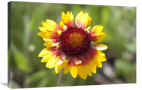 Global Gallery GCS-395468-2030-142 20 x 30 in. Annual Coreopsis Flower