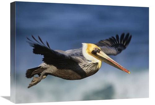 Global Gallery GCS-396044-1824-142 18 x 24 in. Brown Pelican Flying