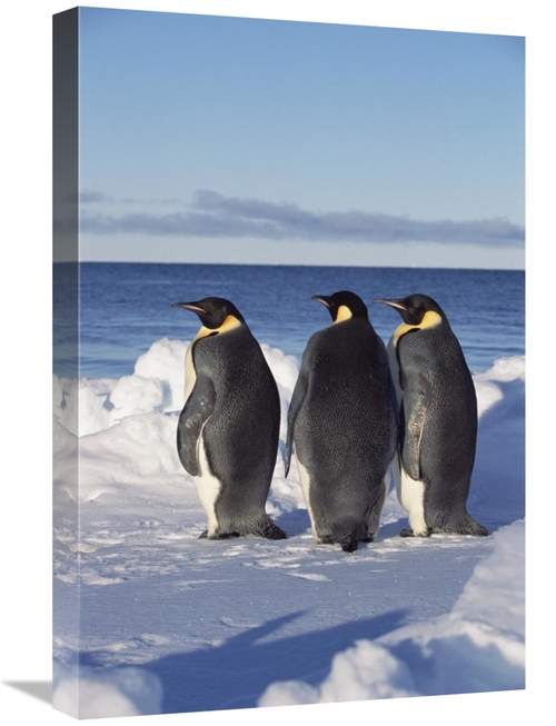 Global Gallery GCS-452325-1624-142 16 x 24 in. Emperor Penguin Trio on