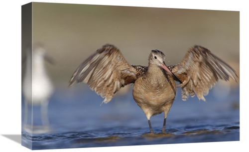 Global Gallery GCS-396248-1218-142 12 x 18 in. Marbled Godwit Stretchi