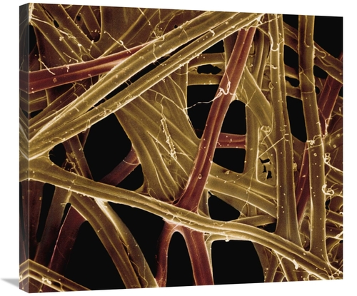 Global Gallery GCS-397624-30-142 30 in. Spanish Moon Moth Graellsia Is