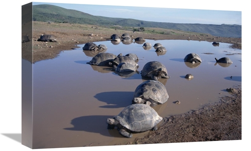 Global Gallery GCS-451559-1218-142 12 x 18 in. Volcan Alcedo Giant Tor