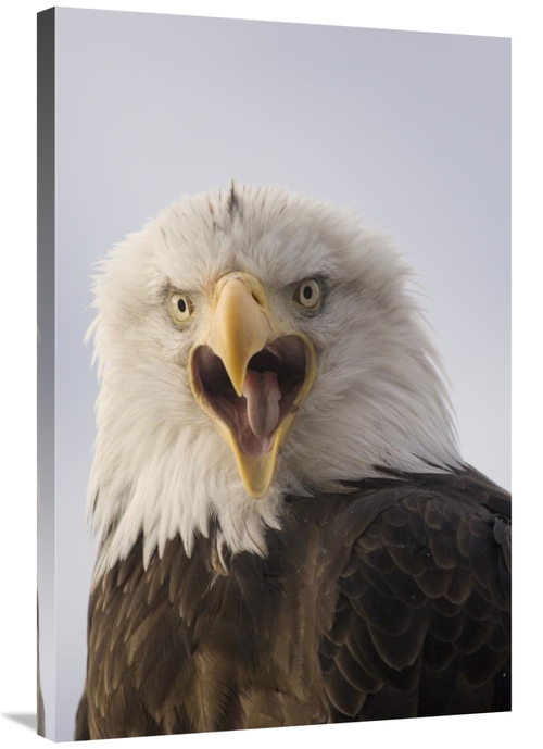 Global Gallery GCS-451933-2436-142 24 x 36 in. Bald Eagle Calling,