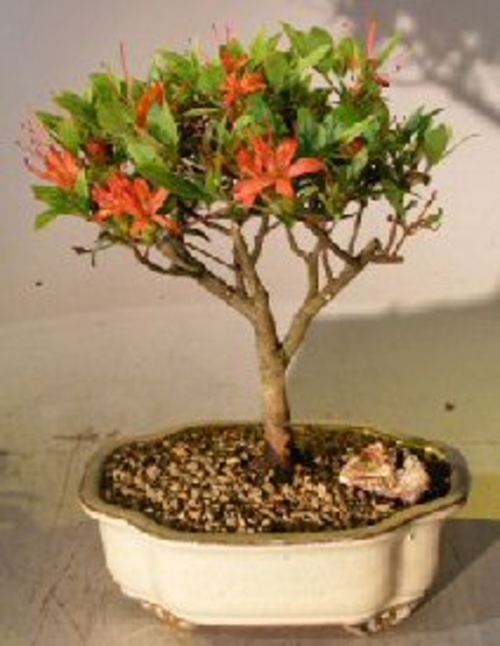 Flowering Chojuho Azalea Bonsai Tree (Chojuho Satsuki Azalea )