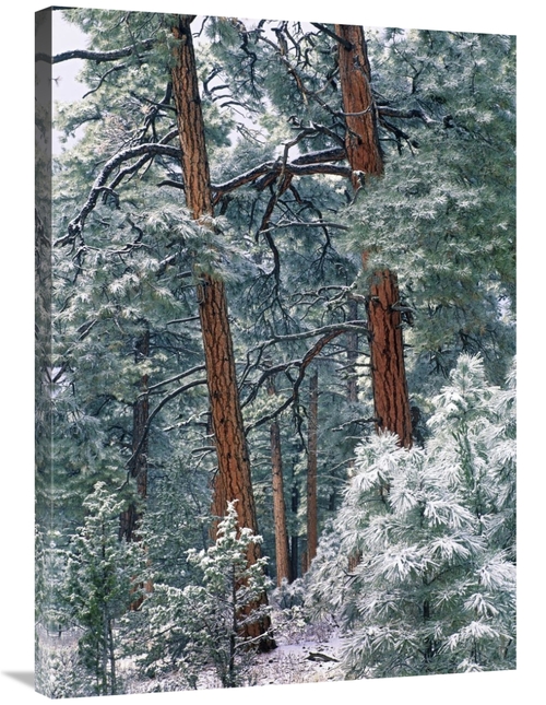 Global Gallery GCS-452162-36-142 36 in. Ponderosa Pine Forest After Fr