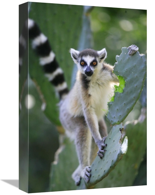 Global Gallery GCS-398077-1218-142 12 x 18 in. Ring-Tailed Lemur Eatin