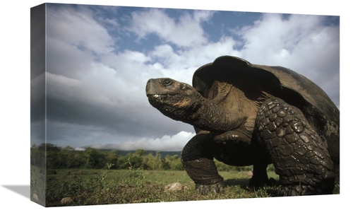 Global Gallery GCS-451167-1218-142 12 x 18 in. Galapagos Giant Tortois