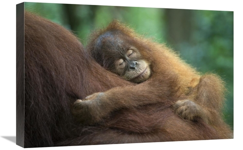 Global Gallery GCS-395869-1624-142 16 x 24 in. Sumatran Orangutan Two 