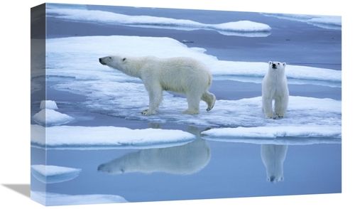 Global Gallery GCS-398250-1218-142 12 x 18 in. Polar Bear Pair on Ice 