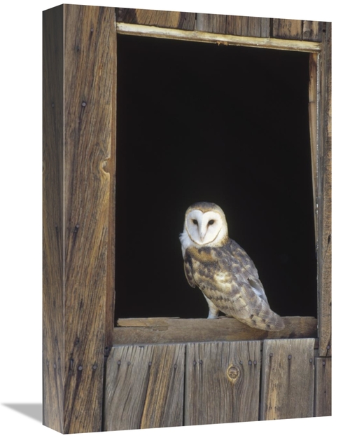 Global Gallery GCS-452315-1218-142 12 x 18 in. Barn Owl Perching on Ba